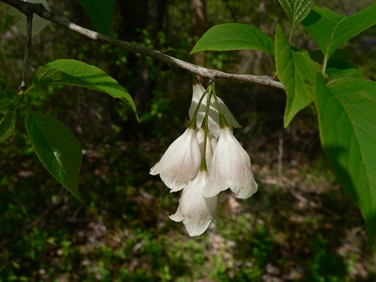 {Halesia tetraptera}